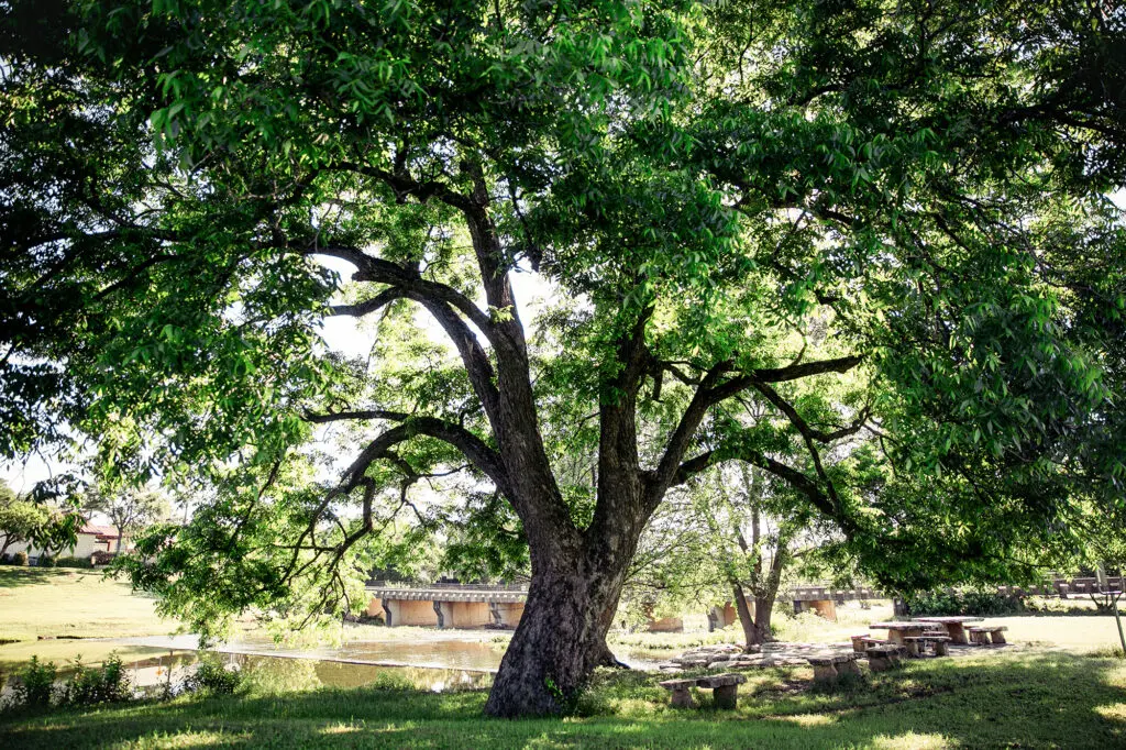 A large tree with benches next to it on the grounds of the Stagecoach Inn, located in Salado, Texas.